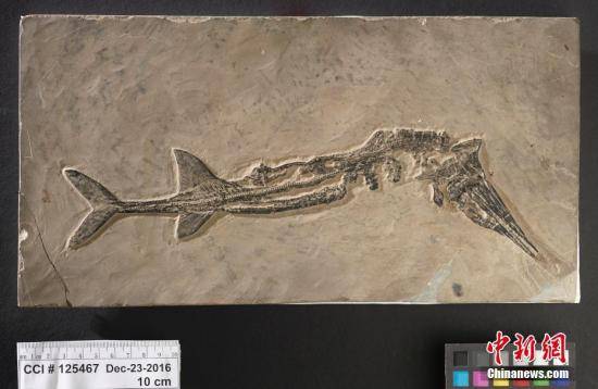 英国男子海滩遛狗遇见惊喜疑为6500万年前鱼龙化石