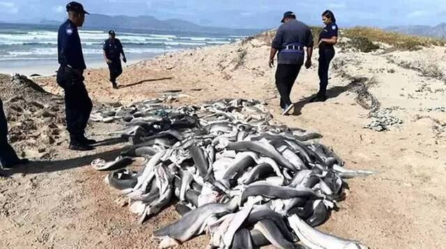 鱼翅惹祸！南非开普敦的Strandfontein海滩上横躺数十头无头幼年鲨鱼尸体