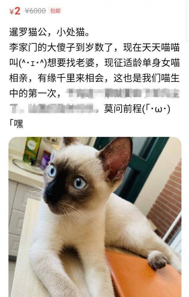 宠物也难逃被安排相亲 主人：物质不能满足我的爱