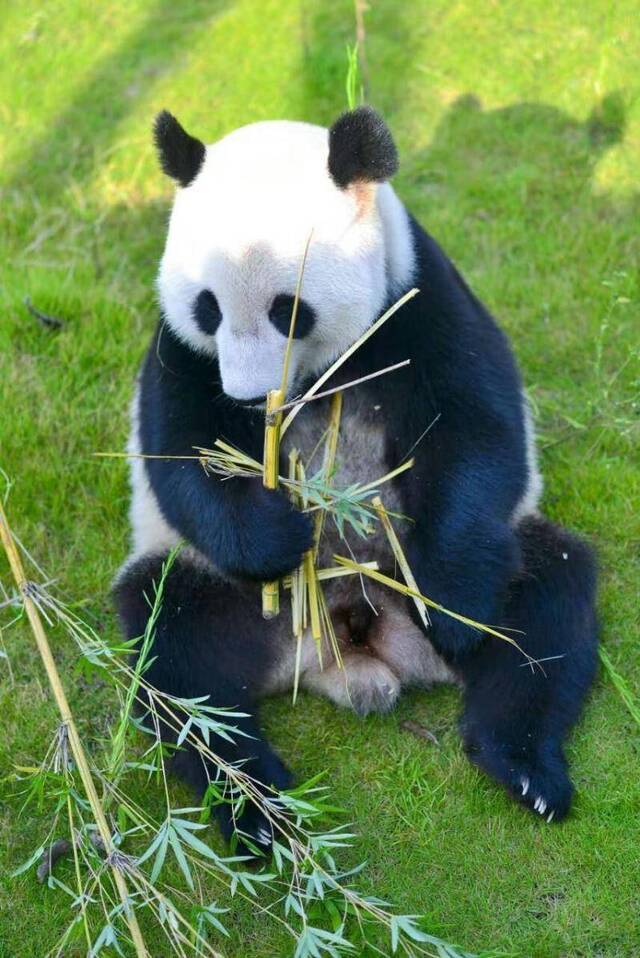 头劈青竹、吃瓤不吃皮 青神竹艺中心里的熊猫忒讲究