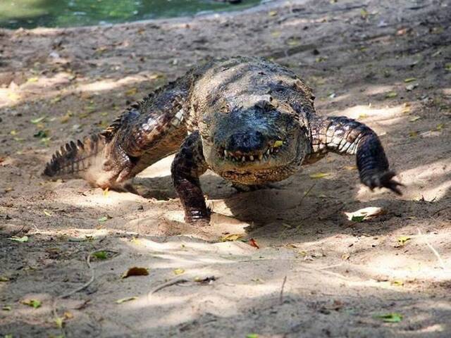 研究发现7种鳄鱼有“飞毛腿”特质能高速逃离危机