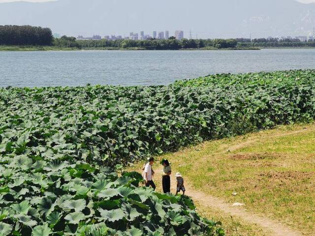 清河站和沙河站：回忆杀！北郊农场的“大红果儿”