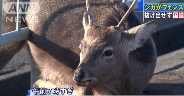 屁股被卡的野鹿一脸“厌世”（朝日电视台）