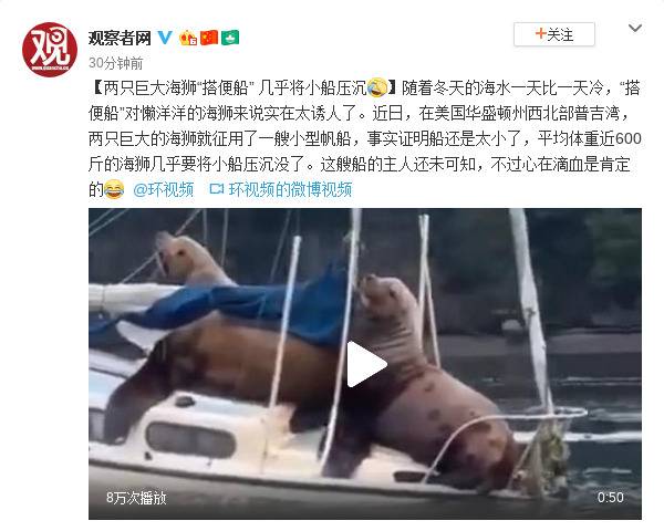 两只巨大海狮“搭便船” 几乎将小帆船压沉