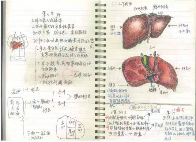 △毛颖铮医学院