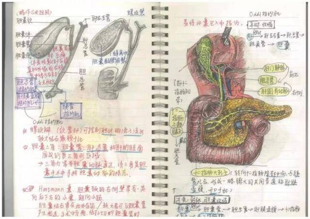 △毛颖铮医学院