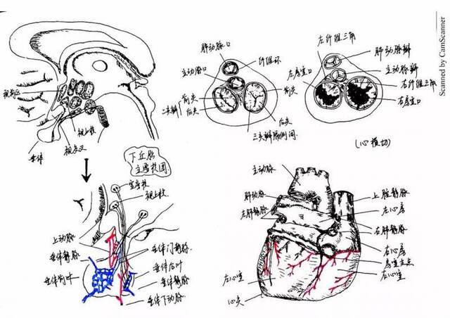 △郑子怡浙江大学爱丁堡大学联合学院生物医学专业