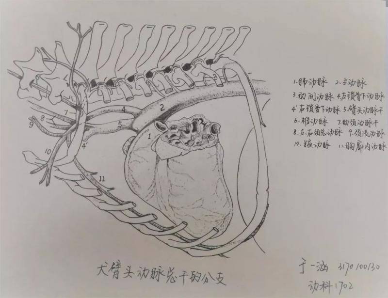 △于一涵动物科学学院