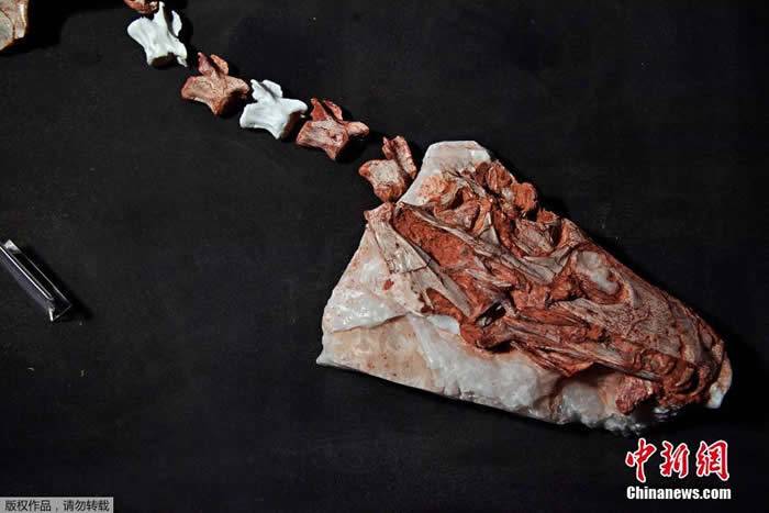 巴西南部出土三叠纪恐龙“卡布雷拉噬颌龙”Gnathovorax cabre化石距今已有2.3亿年