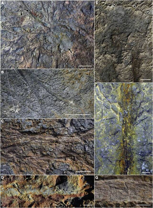 美国纽约州砂岩采石场发现世界上已知最古老的化石森林距今3.86亿年前
