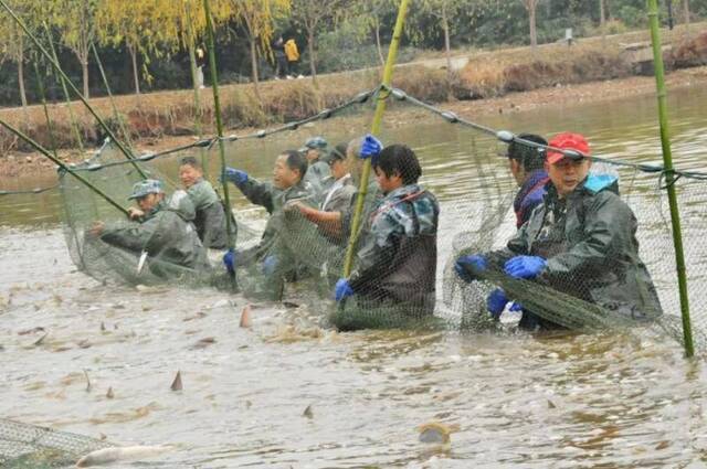 鱼鱼鱼鱼鱼，吃它吃它吃它！