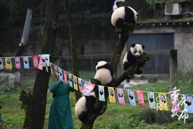 萌化了！重庆两对双胞胎熊猫宝宝上“幼儿园”