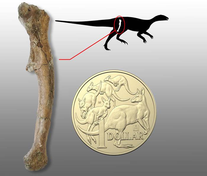 古生物学家首次在澳大利亚境内发现婴儿恐龙骨骼化石距今1亿年前体重仅198克