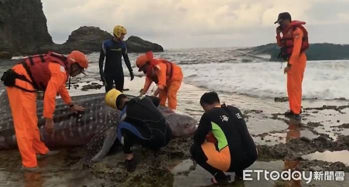 豆腐鲨搁浅绿岛睡美人海滩，众人联手救援成功。（图／记者杨钧典翻摄）