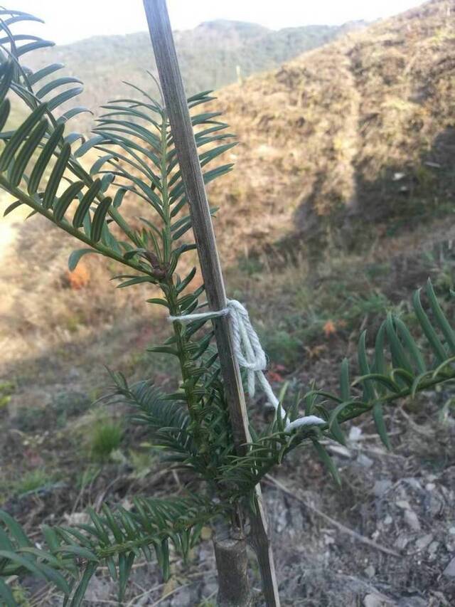 东阳香榧边造林边嫁接技术取得突破