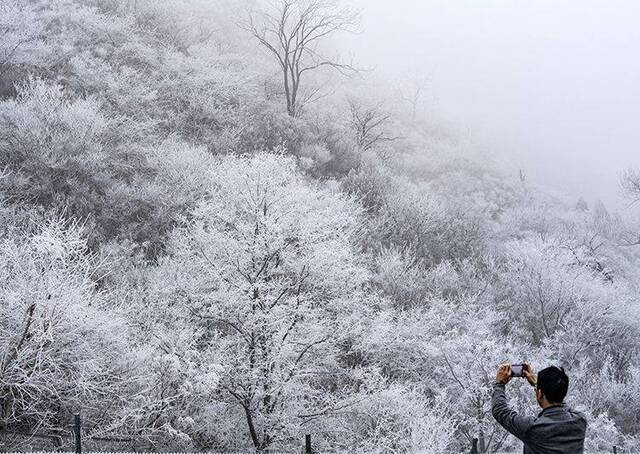 京藏高速东老峪段现雾凇奇观