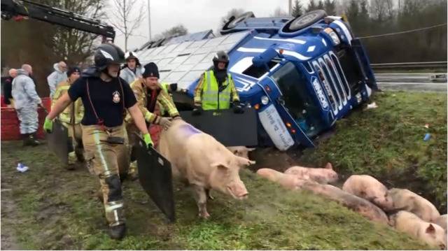 部分生猪逃出侧翻卡车（比利时法语区电视台）