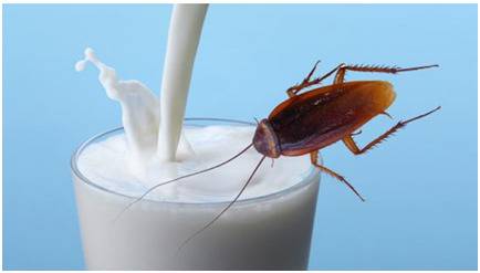 外媒说蟑螂奶成食物新品种 广东网友都说受不了