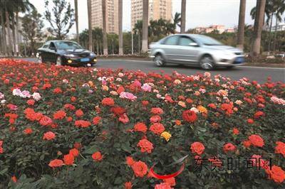 花开莞邑十里迎宾 东莞大道八景朝晖