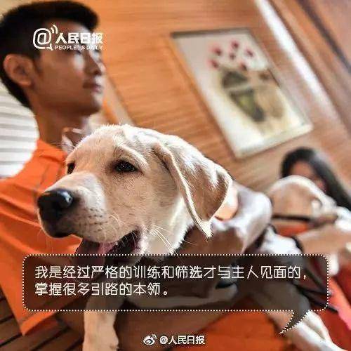 上海地铁一男子多次骚扰导盲犬 女孩制止被骂一路