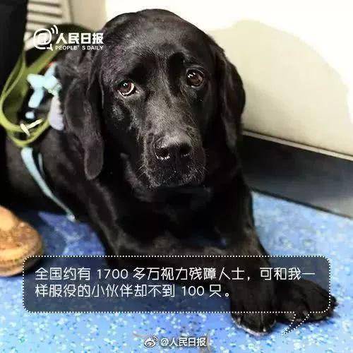 上海地铁一男子多次骚扰导盲犬 女孩制止被骂一路