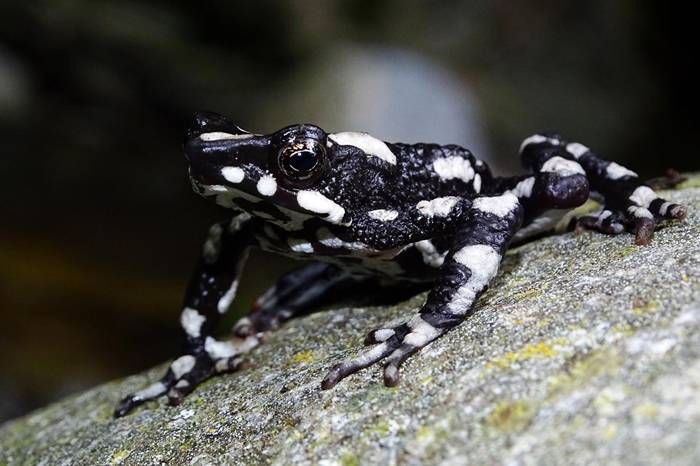 星夜斑蟾（Atelopus aryescue）得名于它们在哥伦比亚山区栖地的星空。 PHOTOGRAPH COURTESY FUNDACION ATELOPUS