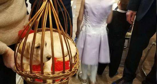 （卡卢加州女孩收到的普京送的狗，图源：俄罗斯卫星网）
