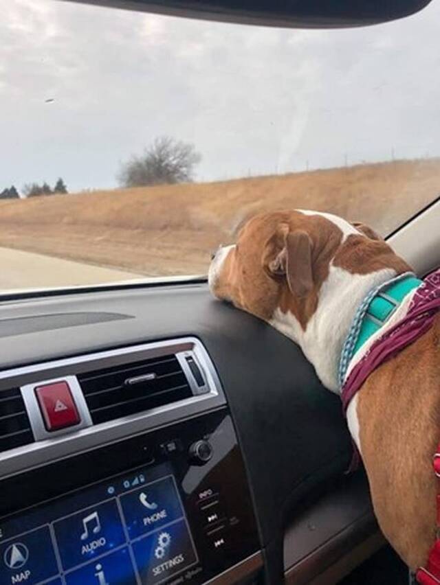 美国蒙大拿州一只狗狗被偷走离家3218公里 15位好心人开车接力送它回家
