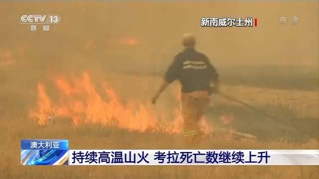 澳大利亚持续高温山火 考拉死亡数继续上升