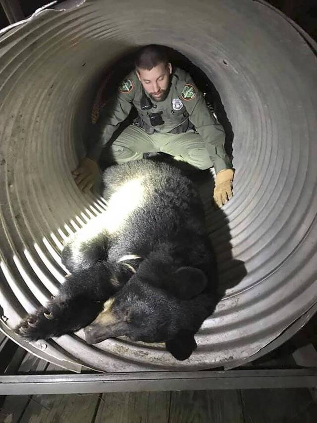 动物保护人员与被麻醉的黑熊（美联社）