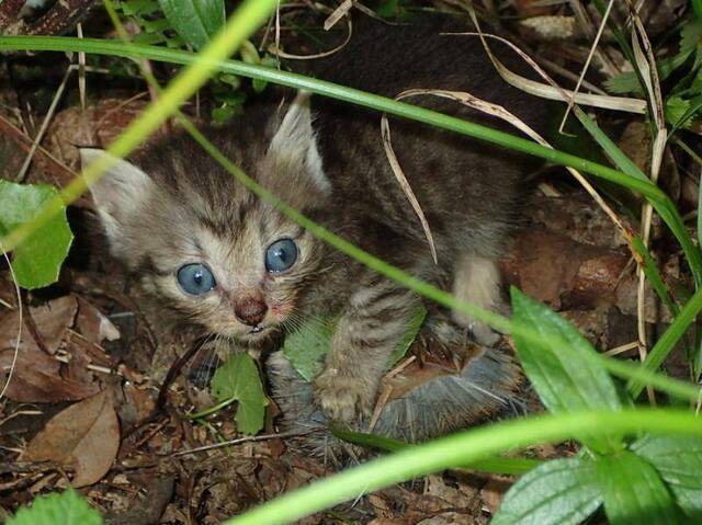 奄美大岛上捕食珍稀动物的小野猫（南海日日新闻）