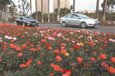 东莞市城市管理和综合执法局局长郭怀晋：注情怀改造东莞大道 倾心血建设花园城市