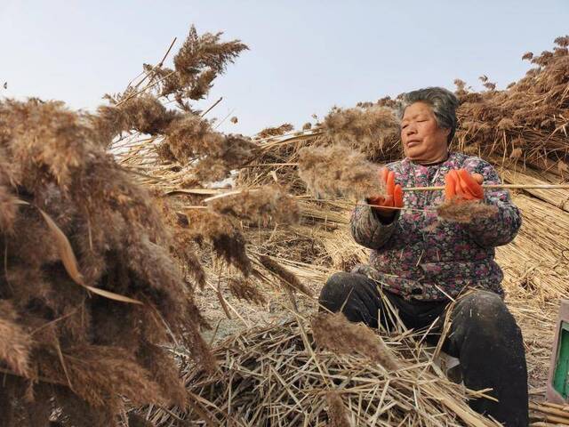 冬日白洋淀难寻编席人 “一淀芦苇一淀金”渐成往事