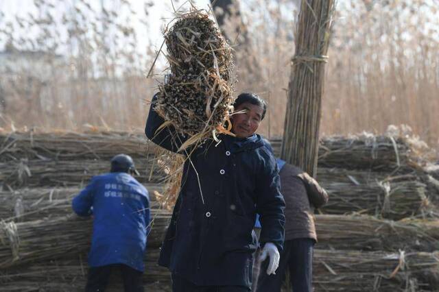 冬日白洋淀难寻编席人 “一淀芦苇一淀金”渐成往事