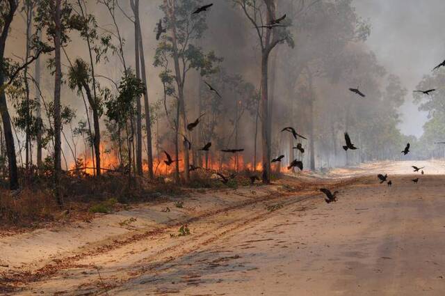 △高速两边的林火正在蔓延图片来源：澳大利亚新州消防局
