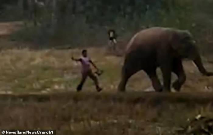 印度男子发现农田遭大象入侵踩踏就拿起木棍想给它“教训”大象被激怒转身追杀