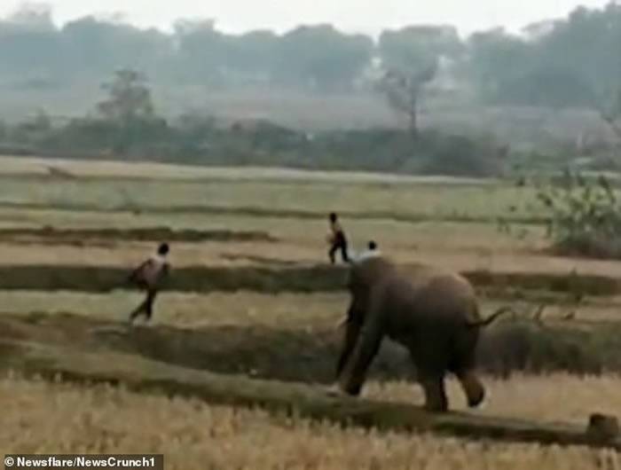 印度男子发现农田遭大象入侵踩踏就拿起木棍想给它“教训”大象被激怒转身追杀