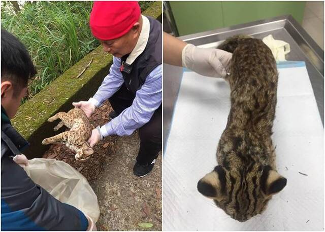 台湾苗栗三义乡发现豹猫尸体缺食物加低温致死