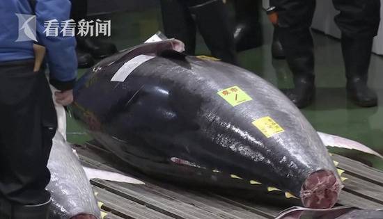 日本金枪鱼新年拍卖会 “鱼王”拍出近2亿日元