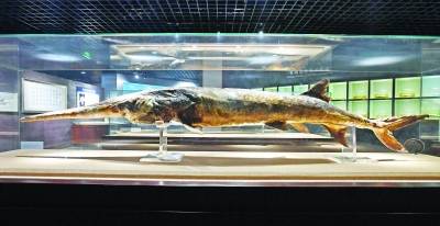 中科院水生生物博物馆珍藏的长江白鲟标本长江日报记者高勇摄