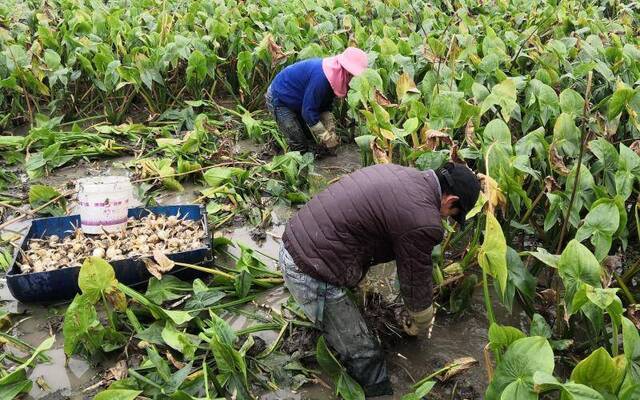 今年“打边炉”好料茨菇地头价掉一半 原因竟是猪肉涨价