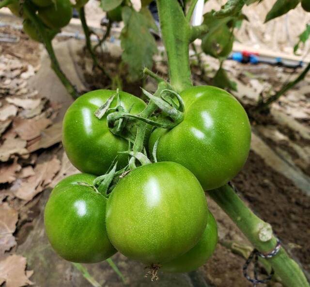 冰天雪地大棚菜绿，反季节蔬菜吃着安全吗？