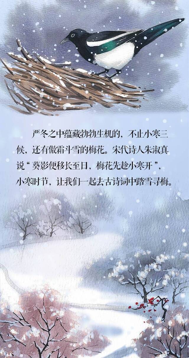 小寒·长卷丨梅花先趁小寒开，到诗词里踏雪寻梅