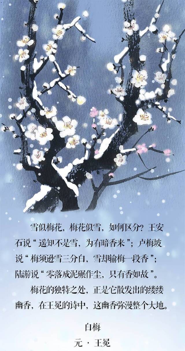 小寒·长卷丨梅花先趁小寒开，到诗词里踏雪寻梅