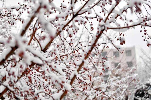 2020初雪（五）赏雪玩雪乐起来