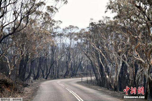 当地时间2019年12月18日，位于澳大利亚悉尼西北约120公里的蓝山山脉威森山发生森林大火，树木被烧成焦炭。