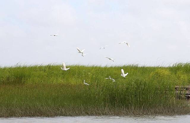 长江口最靠外海的新生湿地——九段沙一群候鸟在九段沙湿地下沙区域飞翔。