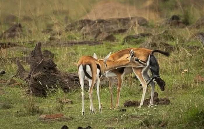 肯尼亚马赛马拉国家保护区猎豹亲舔初生羚羊下一秒追杀咬死