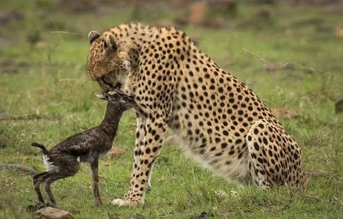 肯尼亚马赛马拉国家保护区猎豹亲舔初生羚羊下一秒追杀咬死