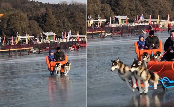 哈士奇雪橇犬在冰面上艰难拉游客引公愤眼尖网友一看原来误会了